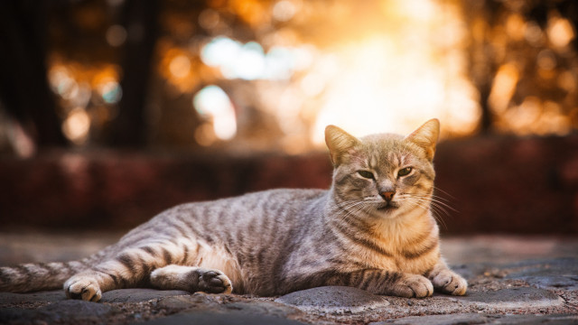 Cat stone floor park sunny free wallpaper - medium preview image