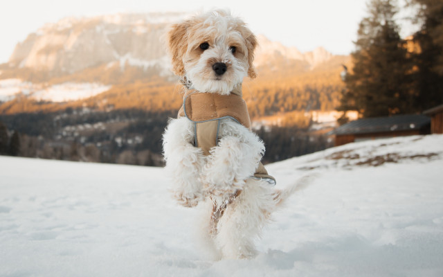 Dog snow mountains harness outdoors free wallpaper - medium preview image