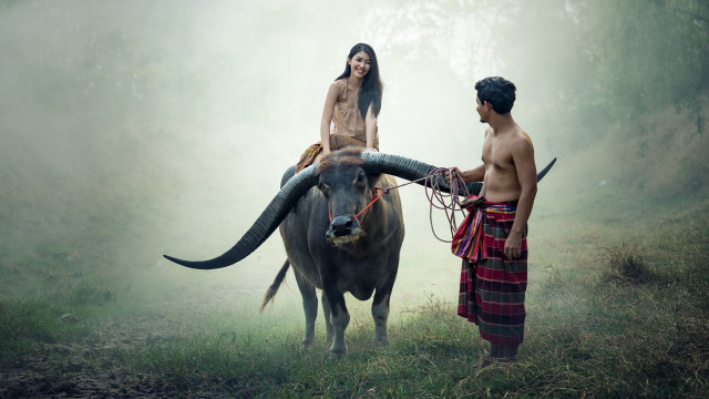 Man woman cow fog ceremony free wallpaper - medium preview image