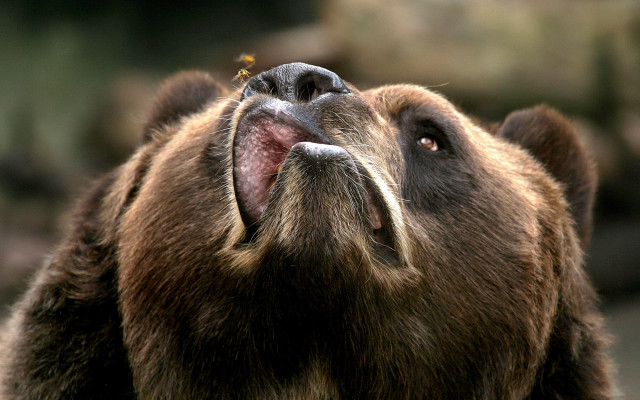 Brown bear open mouth bird free wallpaper - medium preview image
