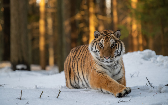 Tiger snowy forest relaxing photorealistic free wallpaper - medium preview image