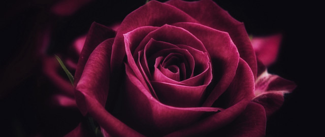 Pink rose macro blurry black free wallpaper - medium preview image