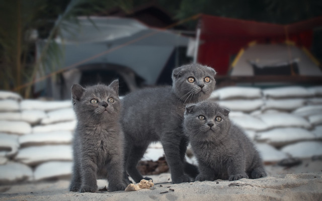 Grey kittens sand tent bokeh free wallpaper - medium preview image