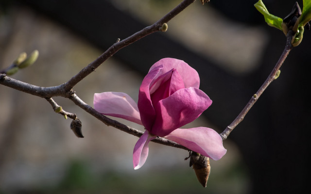 Pink flower blooming branch sunlight free wallpaper - medium preview image