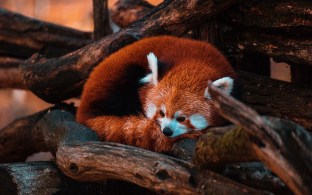 Red panda sleeping tree night free wallpaper - medium preview image