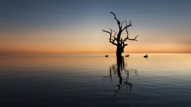 Tree water sunset ducks orange free wallpaper - medium preview image