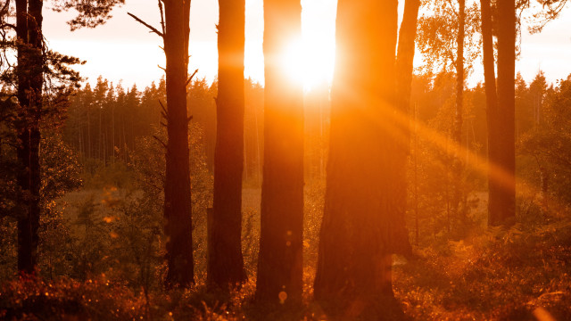 Sunshine forest autumn leaves campfire free wallpaper - medium preview image