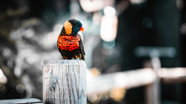 Colorful bird fauvism impresionist saturated free wallpaper - medium preview image