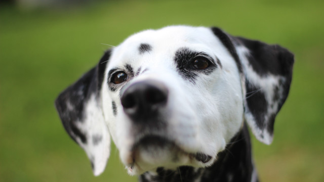 Black white dog nose ring free wallpaper - medium preview image