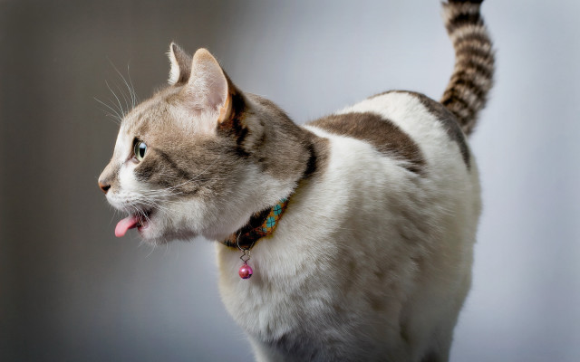 Cat tongue out open mouth free wallpaper - medium preview image