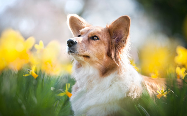Dog flower field breathing fire free wallpaper - medium preview image