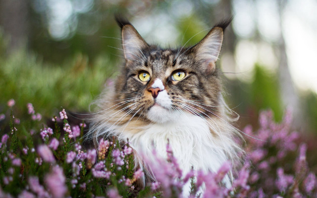 Regal cat flower field blurry free wallpaper - medium preview image