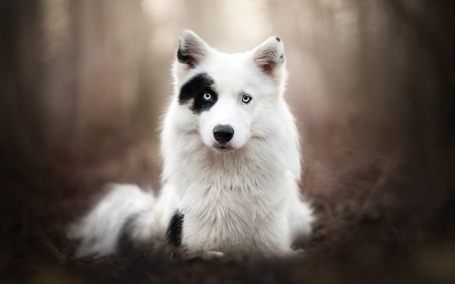 White black dog sitting woods free wallpaper - medium preview image