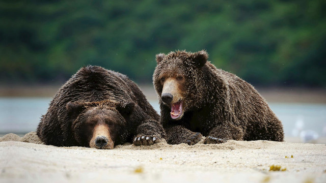 Brown bears yawning beach water free wallpaper - medium preview image