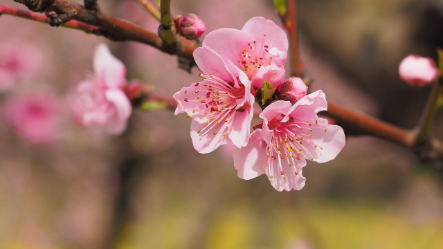 Pink flower branch cherry blossoms free wallpaper - medium preview image
