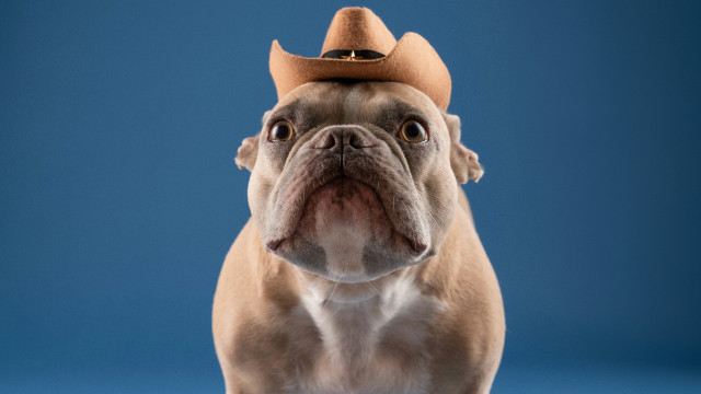 Dog cowboyhat blue background furry free wallpaper - medium preview image
