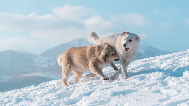 Dogs playing snow mountain top free wallpaper - medium preview image