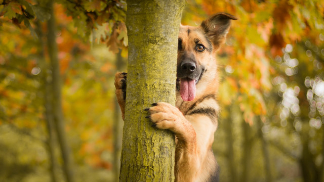 Dog peeking woods autumn blurry free wallpaper - medium preview image