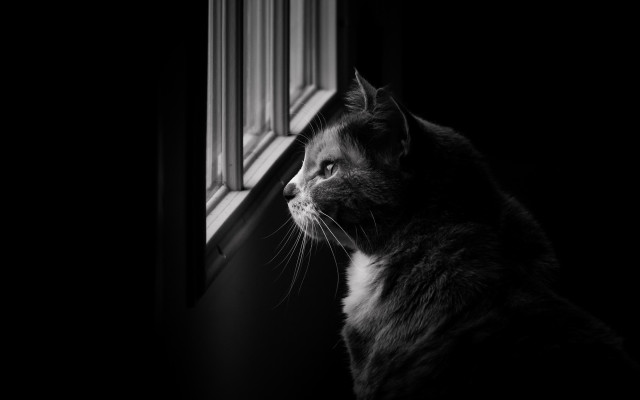 Cat window sill black and free wallpaper - medium preview image