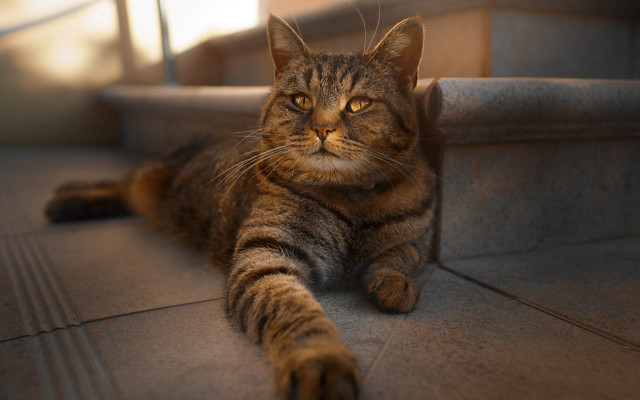 Cat staircase handrail light superflat free wallpaper - medium preview image