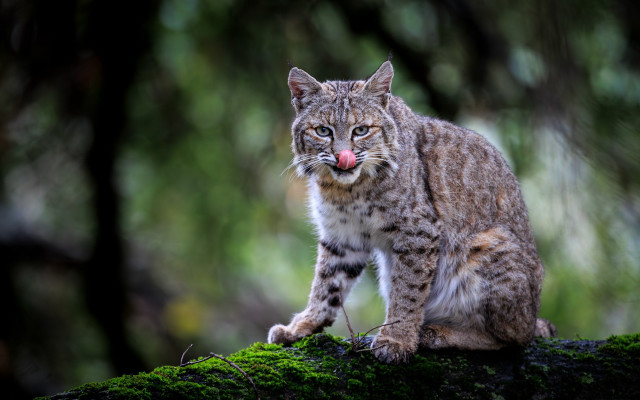 Cat tongue out mossy log #2 free wallpaper - medium preview image