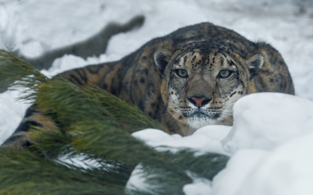 Snow leopard walking snow outdoors free wallpaper - medium preview image