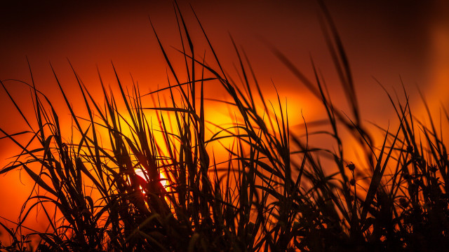 Sunset orange sky tall grass free wallpaper - medium preview image