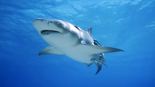 White shark ocean water blue free wallpaper - medium preview image