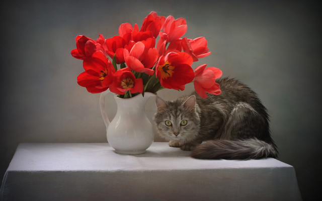 Cat vase red flowers realistic free wallpaper - medium preview image