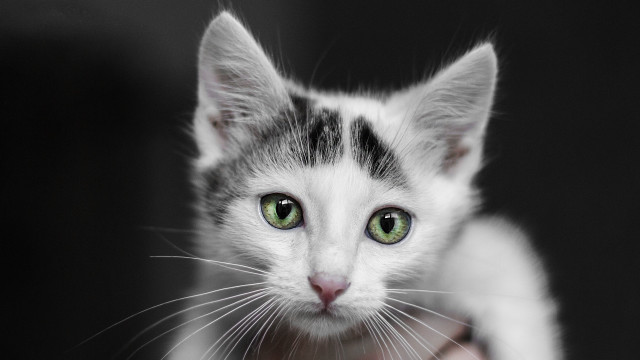 Black cat green eyes symmetrical #4 free wallpaper - medium preview image