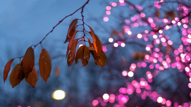 Tree lights branch bokeh moon free wallpaper - medium preview image