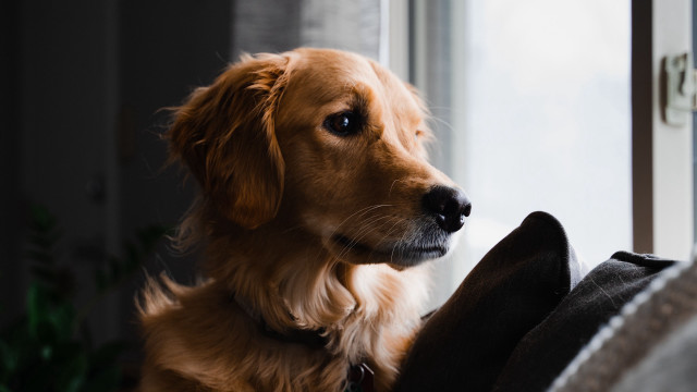 Dog couch window plant furry free wallpaper - medium preview image