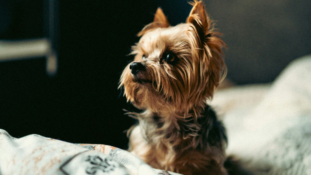 Small dog bed pillow blanket free wallpaper - medium preview image