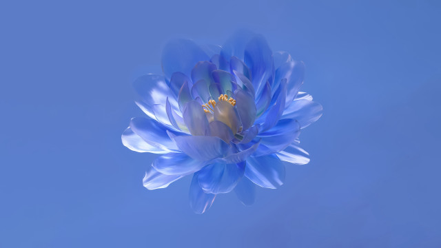 Blue flower yellow center outdoor free wallpaper - medium preview image