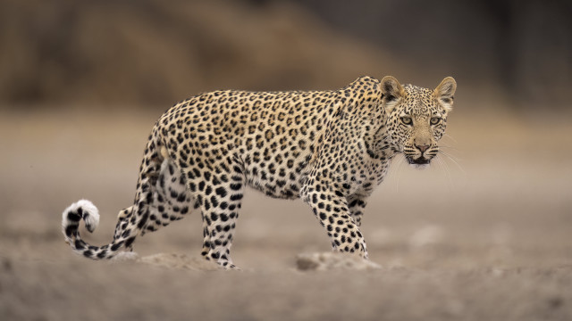 Leopard walking dry grass blurry free wallpaper - medium preview image