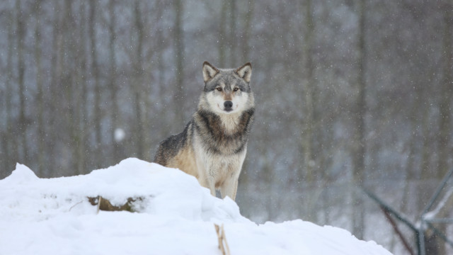 Wolf snowy hill woods astronaut free wallpaper - medium preview image