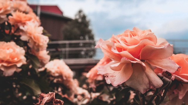 Flowers grass building fenced redroof free wallpaper for desktop - medium preview image