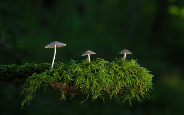 Mushrooms moss forest green nature free wallpaper - medium preview image