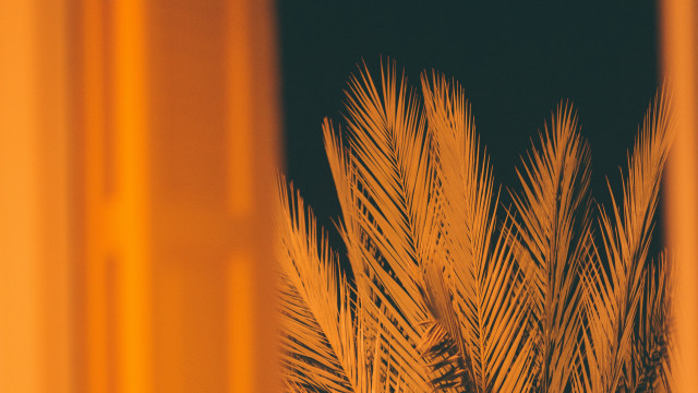 Palm tree night window fireworks free wallpaper - medium preview image