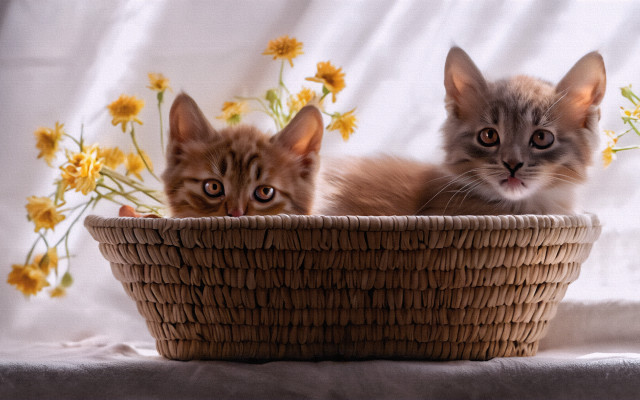 Kittens basket flowers autumn photorealistic free wallpaper - medium preview image