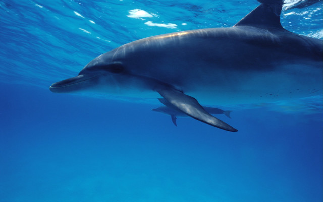 Dolphin person underwater rayonism beach free wallpaper - medium preview image