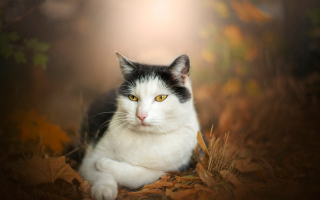 Black white cat leaves light free wallpaper - medium preview image