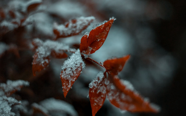 Red leaf snow winter macro free wallpaper - medium preview image