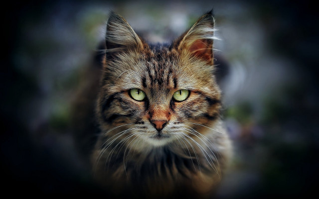 Cat green eyes portrait renaissance #3 free wallpaper - medium preview image