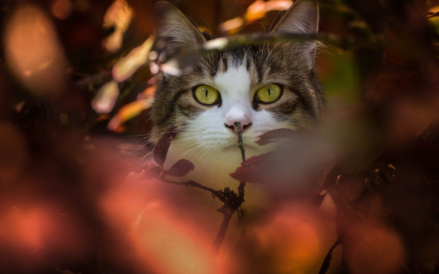 Cat green eyes tree branch #2 free wallpaper - medium preview image
