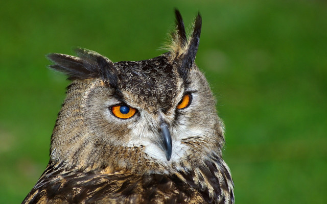 Owl orange eyes blurry grass free wallpaper - medium preview image