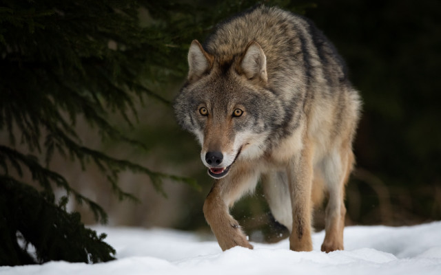 Wolf snow tree licking shiba free wallpaper - medium preview image