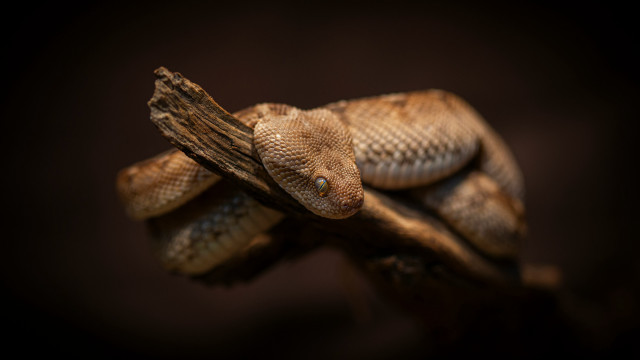 Snake lying on branch cobra free wallpaper - medium preview image