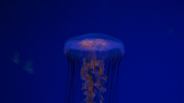 Jellyfish blue water yellow light free wallpaper - medium preview image