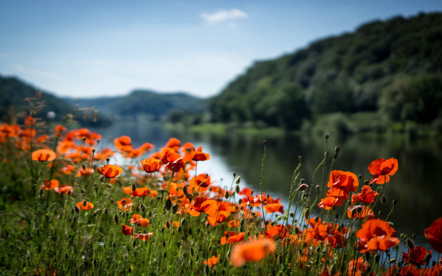 Flower field river mountain sky free wallpaper - medium preview image